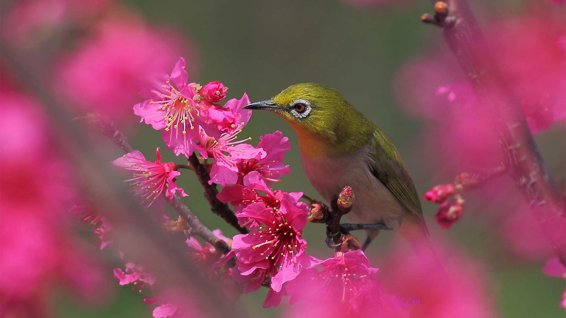 鸟,树,花,春天壁纸