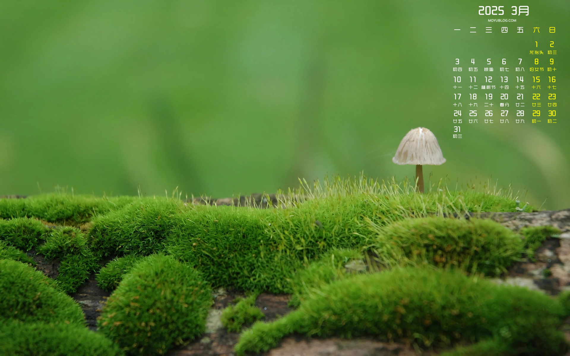 春天绿色植物苔藓2025年3月日历桌面壁纸护眼