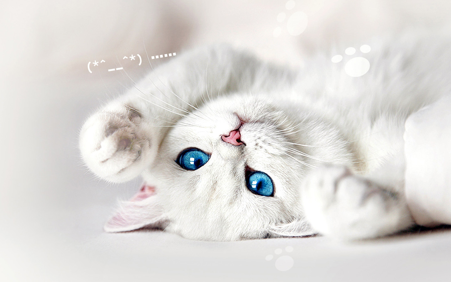 猫咪撒娇萌态可掬，精选动物桌面壁纸，免费下载畅享！
