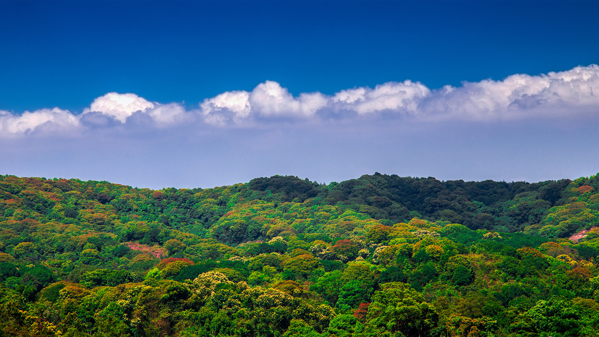 秋日林空美景，免费高清桌面壁纸下载