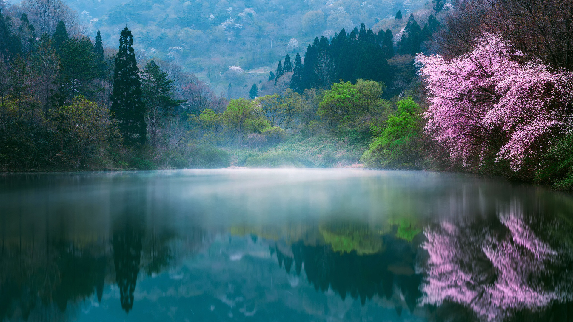 春日樱花盛放，湖光树影朦胧，绝美日本风景壁纸免费下载