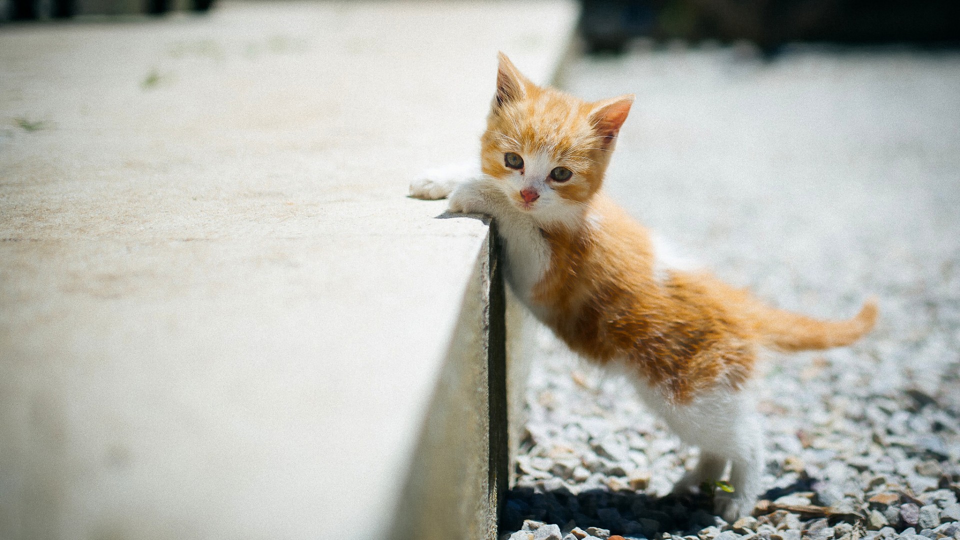 可爱小猫儿桌面壁纸