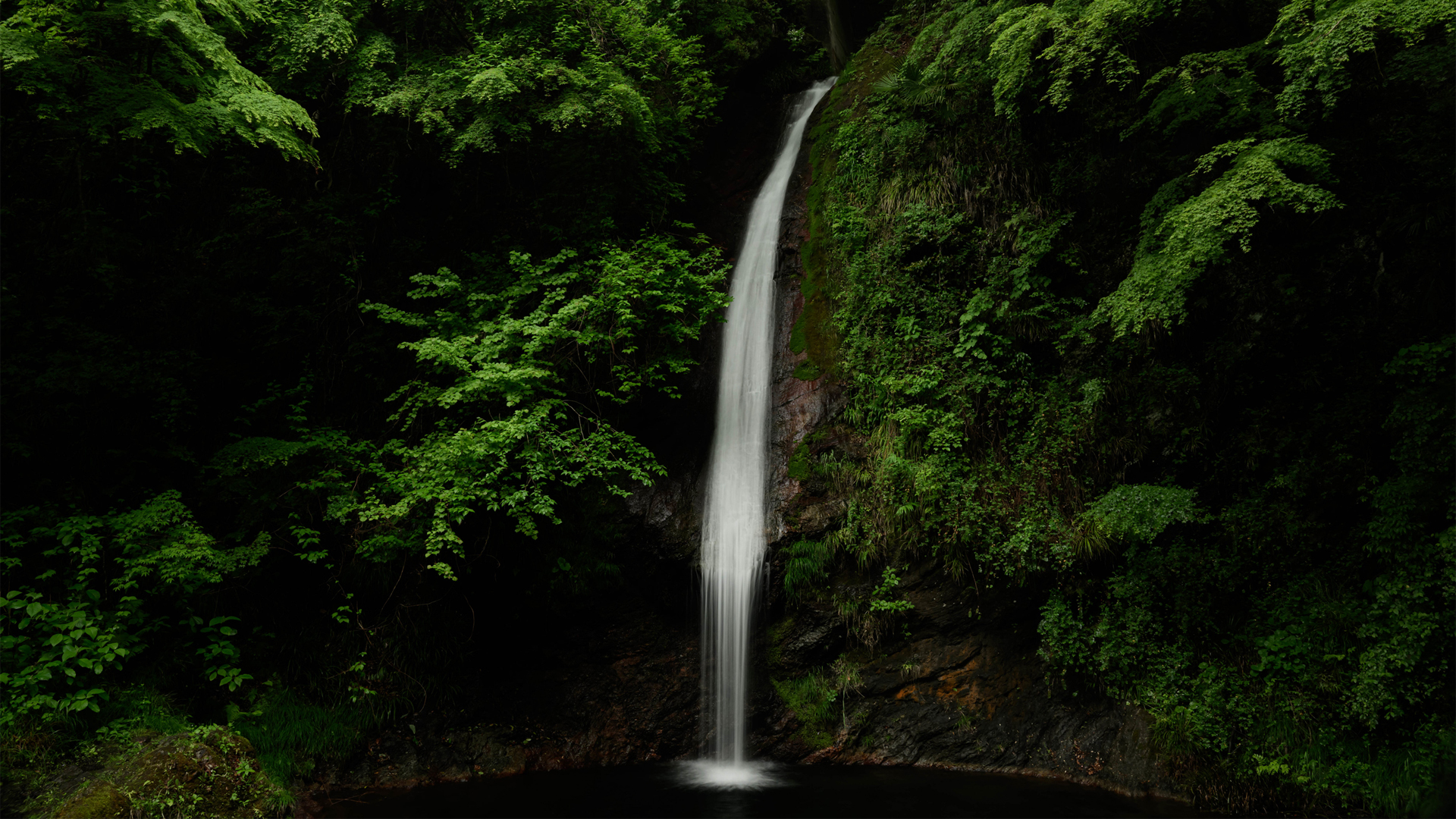 森林小溪瀑布绿色树叶护眼自然风景免费电脑壁纸下载