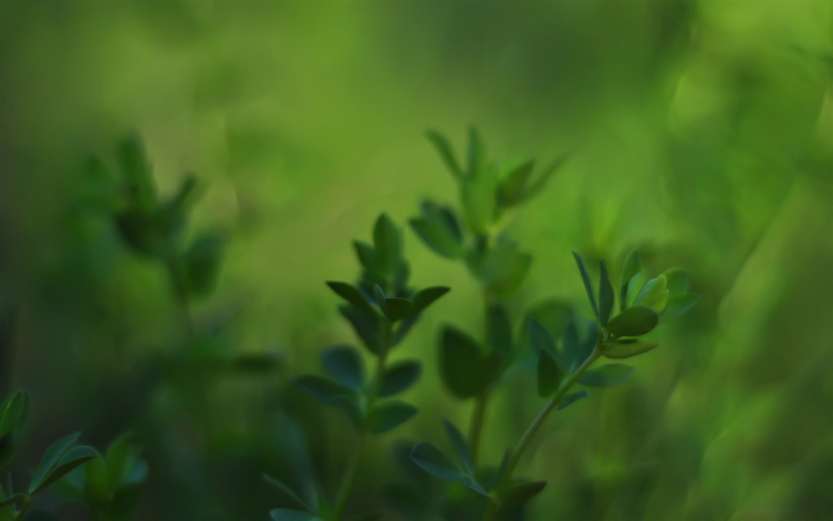 高清绿色植物桌面壁纸，免费下载，风景如画，美化你的电脑桌面