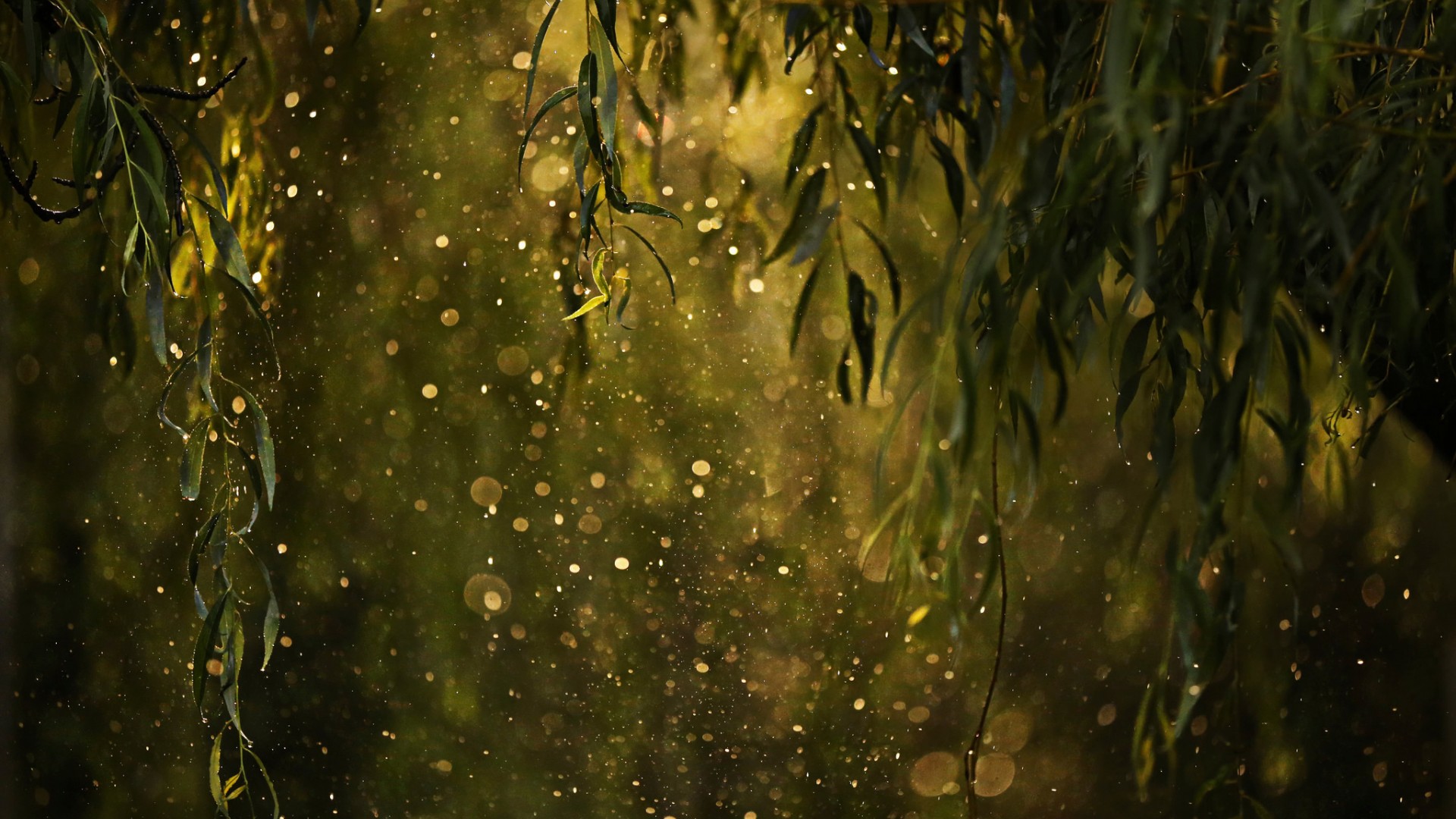 墙纸,树叶,水滴,雨点,闪烁,桌面壁纸