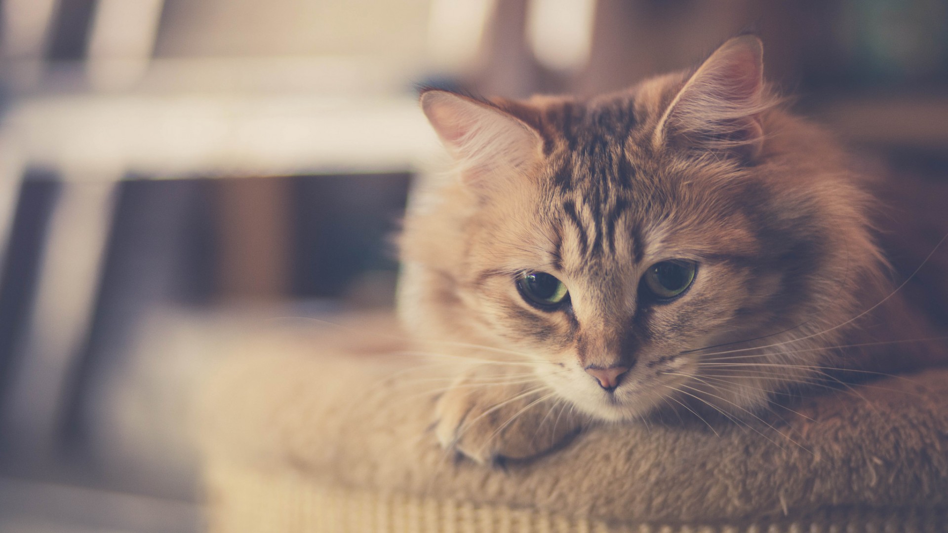探索猫咪世界，了解猫毛、胡子与心情，免费下载猫猫壁纸，美化你的电脑桌面