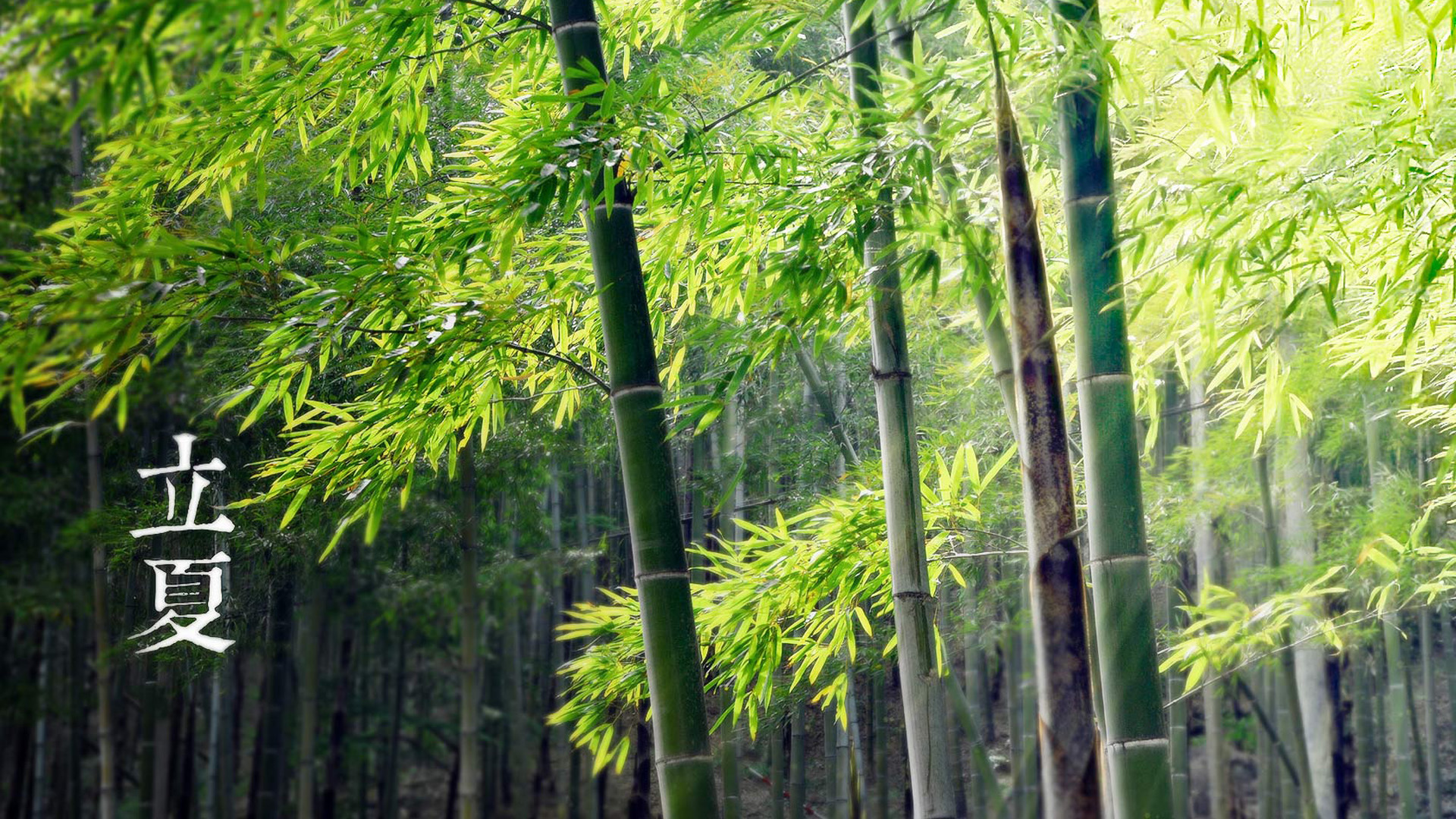 立夏节气精选壁纸，免费电脑桌面背景，一键下载！