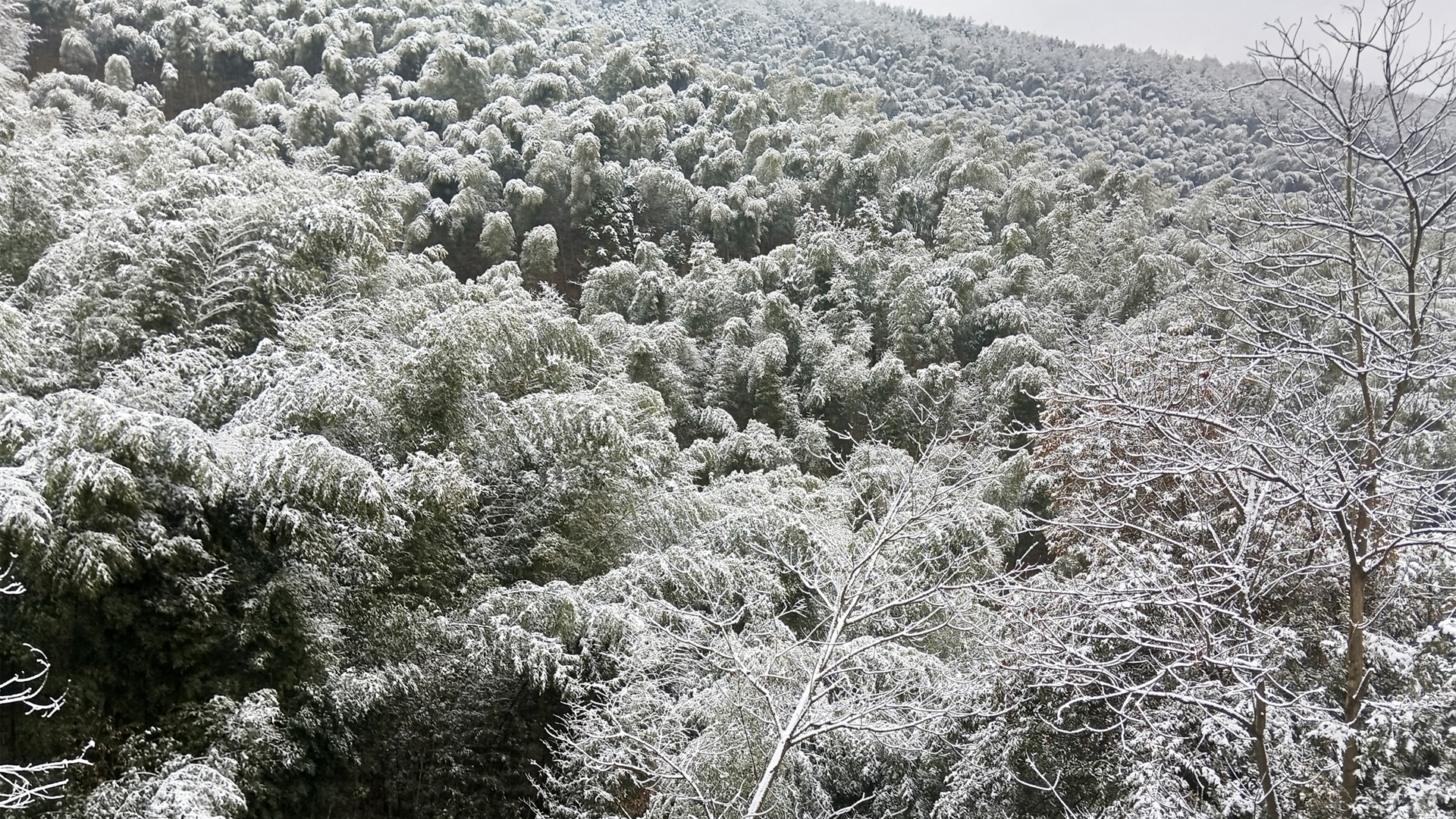 冬日竹林雪景高清壁纸，免费电脑桌面背景下载