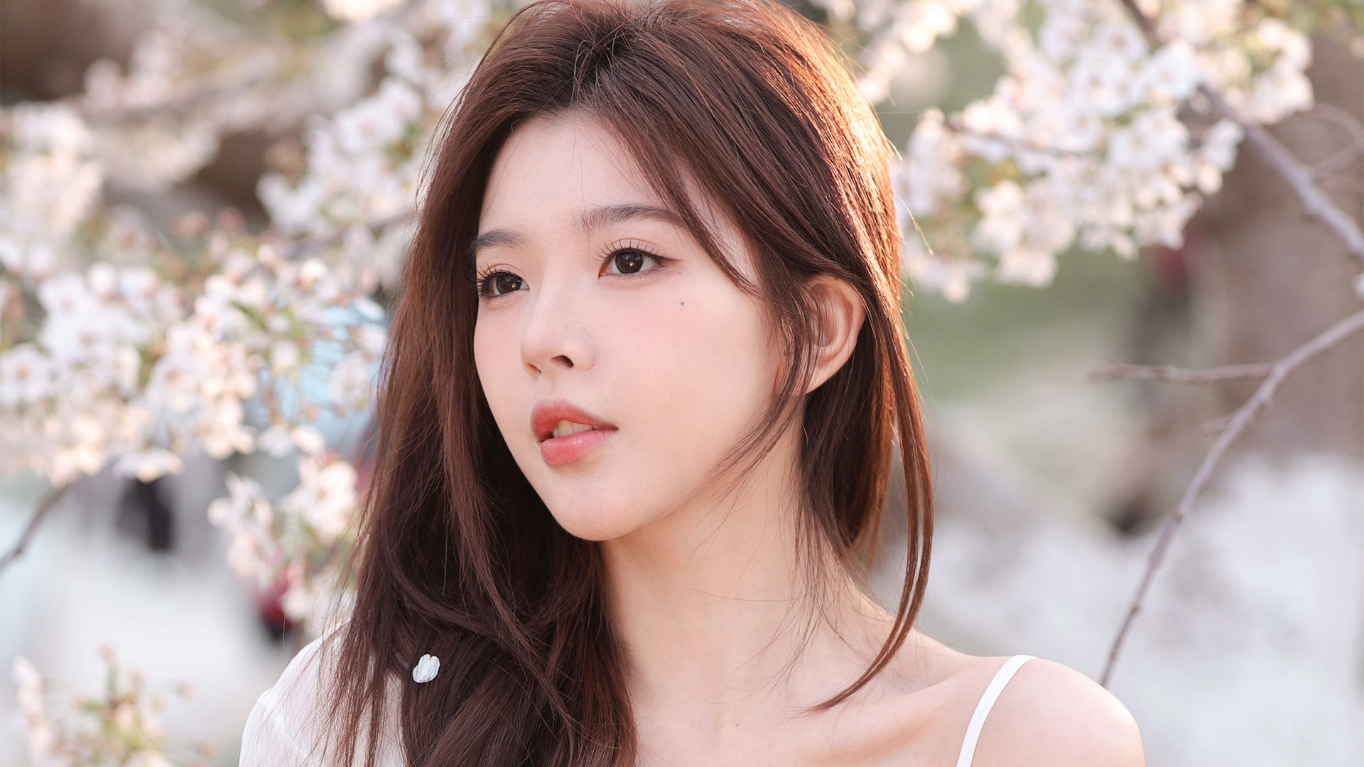 长发美女彭十六 樱花 美女高清桌面壁纸