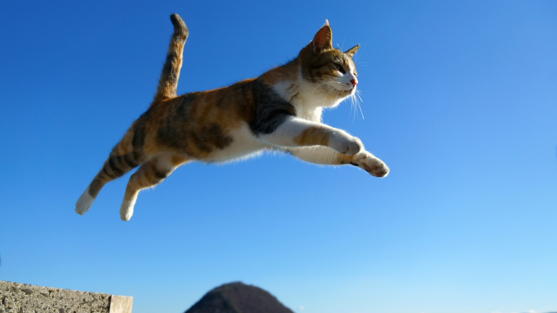 猫咪跳跃天空瞬间，精选猫猫桌面壁纸，免费下载动物电脑壁纸