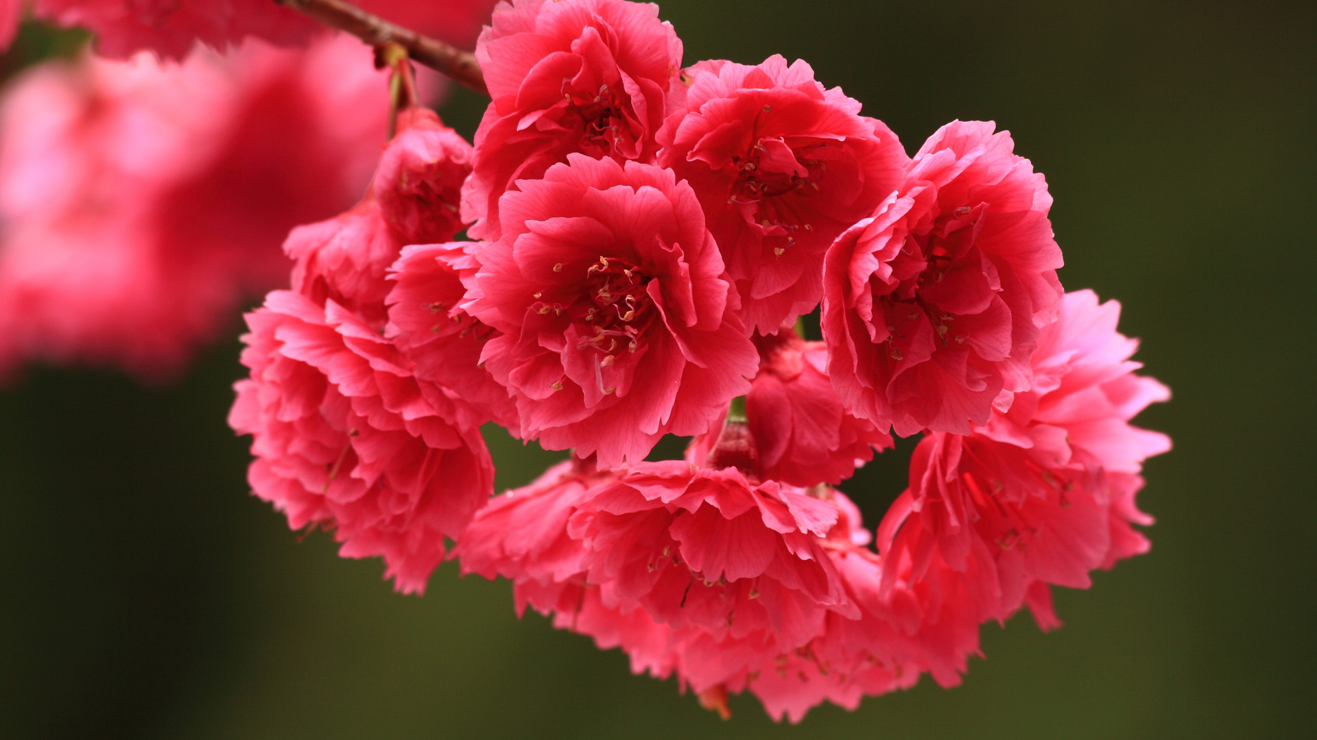 粉色花朵桌面壁纸，免费花卉电脑壁纸高清下载