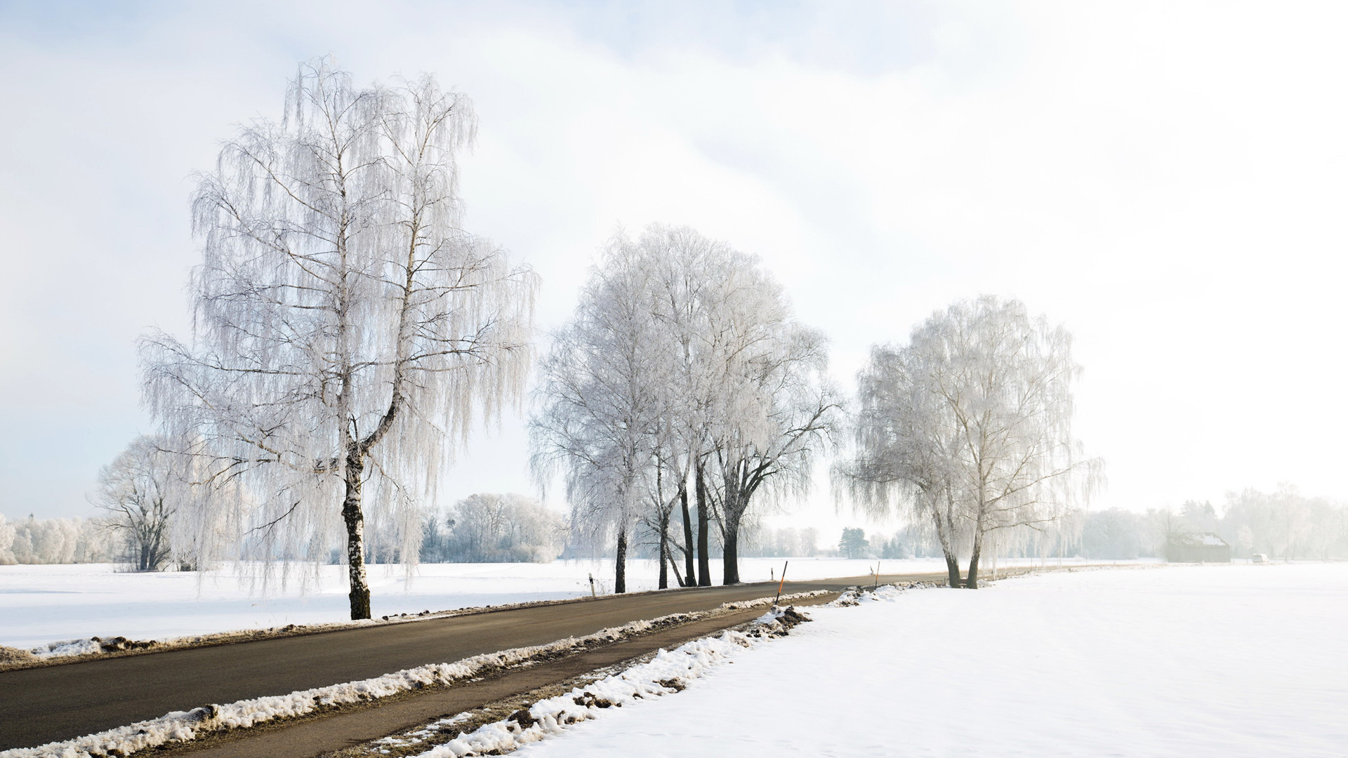 冬日白桦雪路风光，绝美壁纸免费下载，装点你的电脑桌面