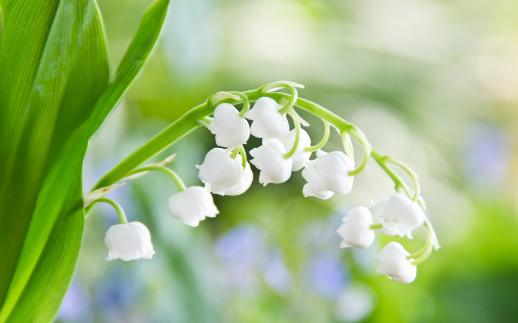 绿色风铃草桌面花卉，免费高清电脑壁纸下载