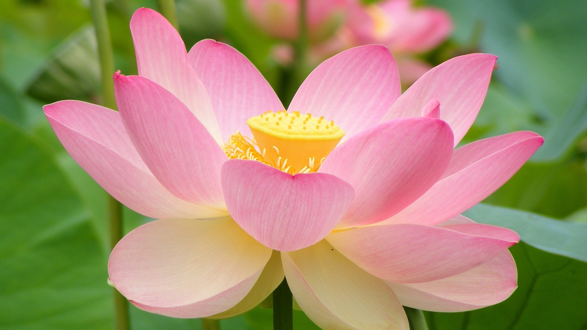 粉色莲花花瓣高清壁纸，免费花卉电脑壁纸下载