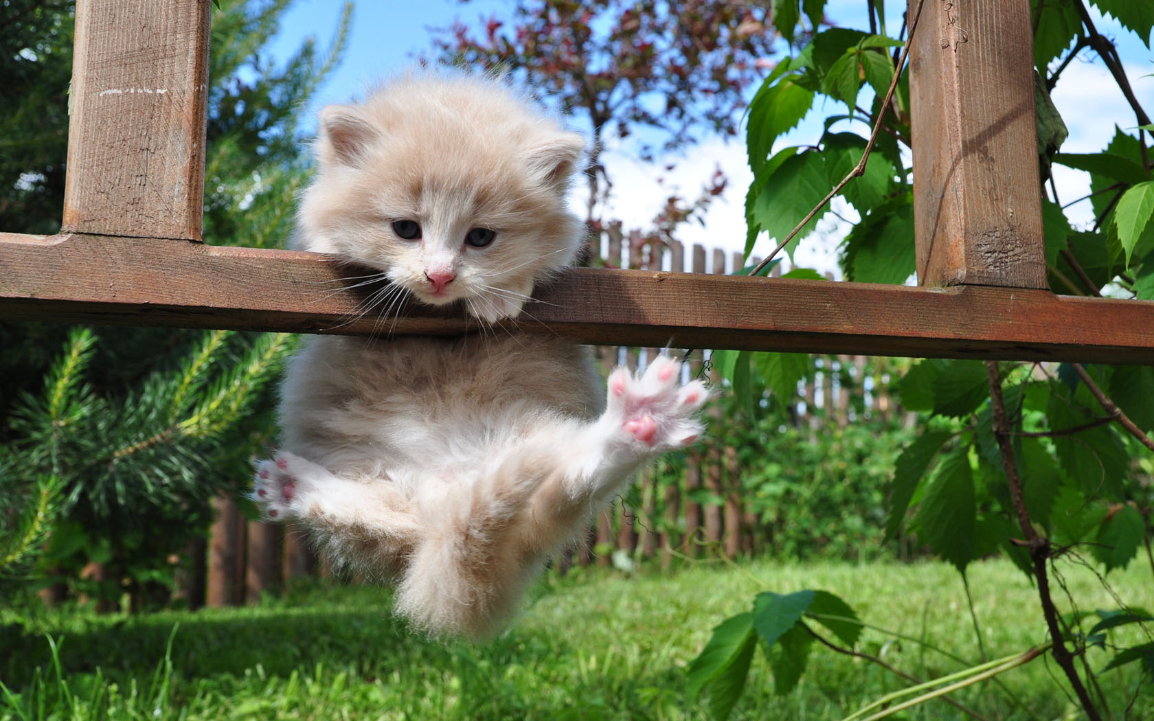 免费下载漂亮小花猫电脑壁纸，精选动物桌面背景