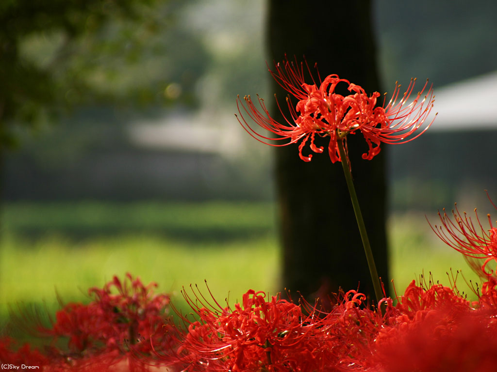 彼岸花壁纸美景，免费电脑壁纸高清下载