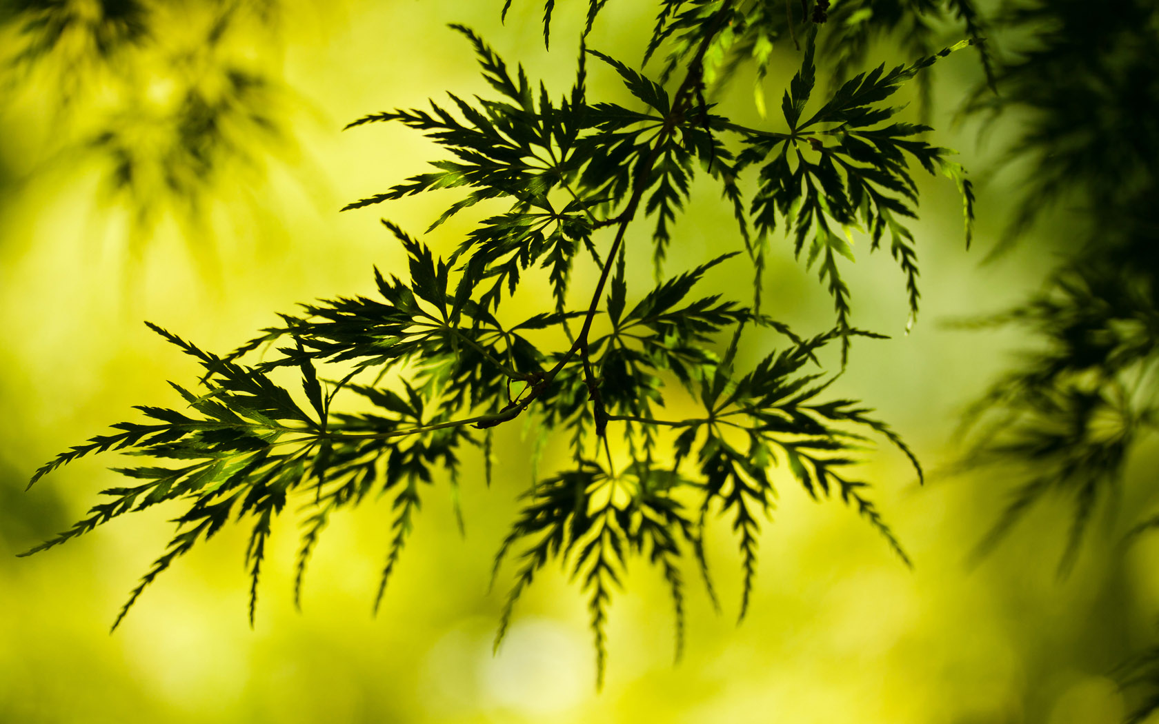 绿色叶子植物美景壁纸，免费下载，装点你的电脑桌面！