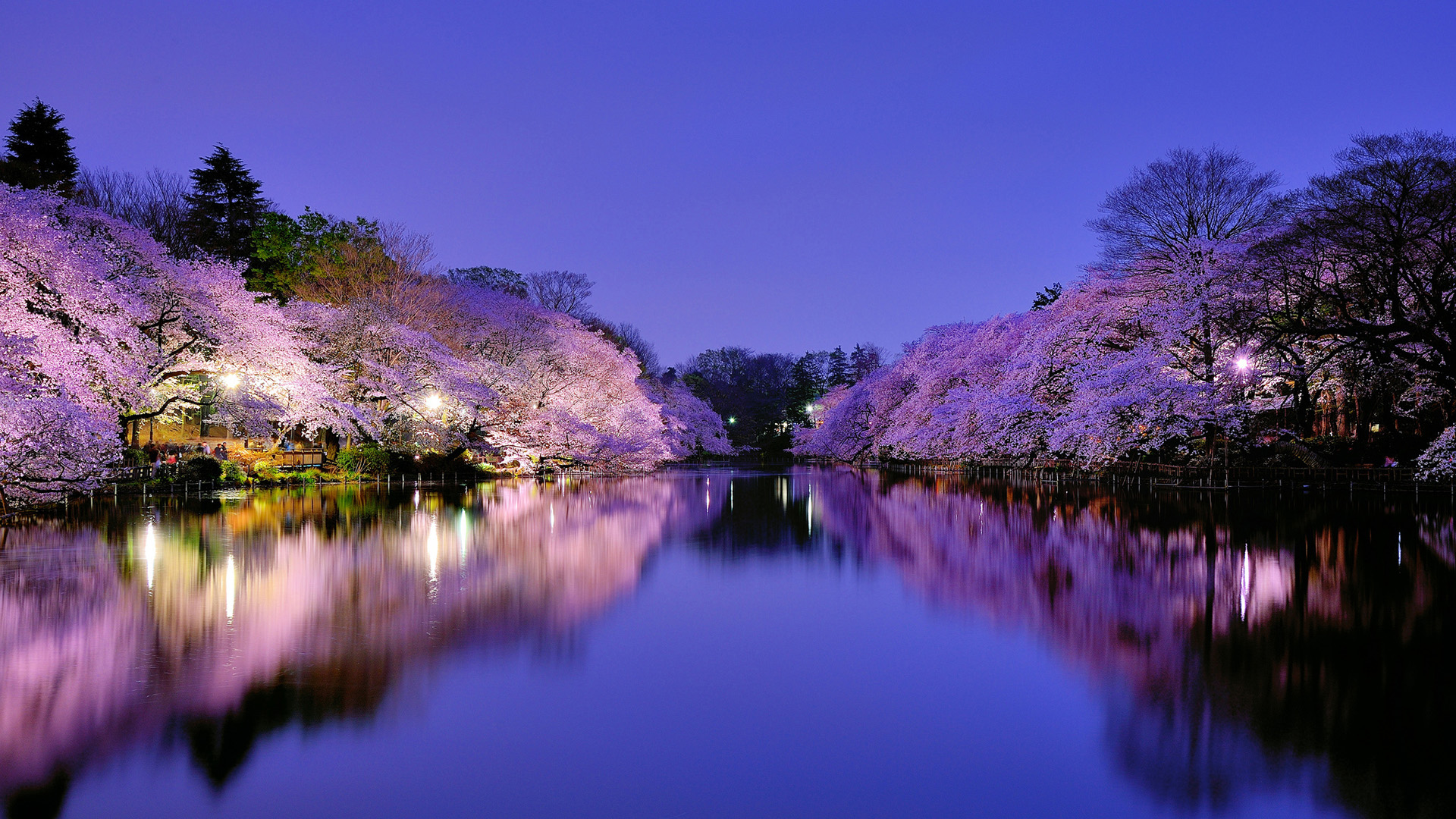 自然倒影，樱花映湖，华灯初上——绝美湖镜风景，免费电脑壁纸下载