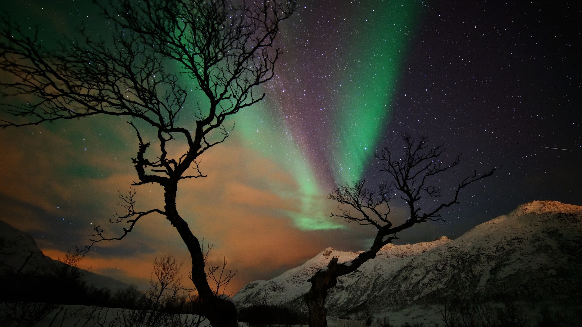 冬日雪景星光壁纸，山树映雪，夜晚繁星，高清免费下载桌面背景
