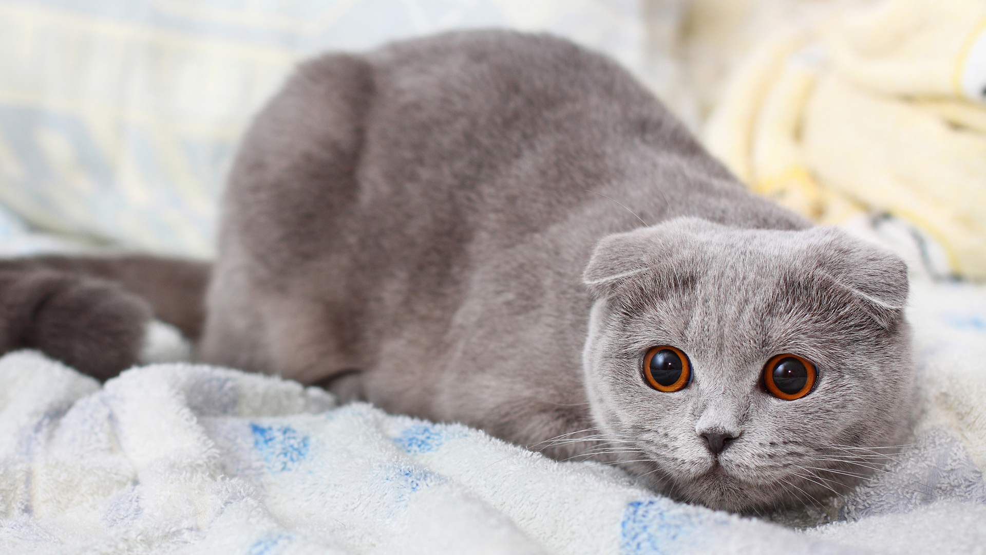 灰色的猫咪桌面壁纸