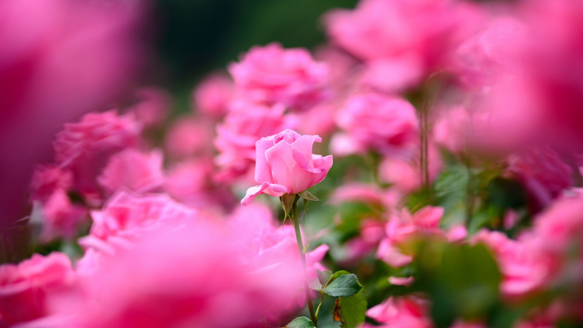 粉色玫瑰花瓣壁纸，免费高清花卉电脑壁纸下载
