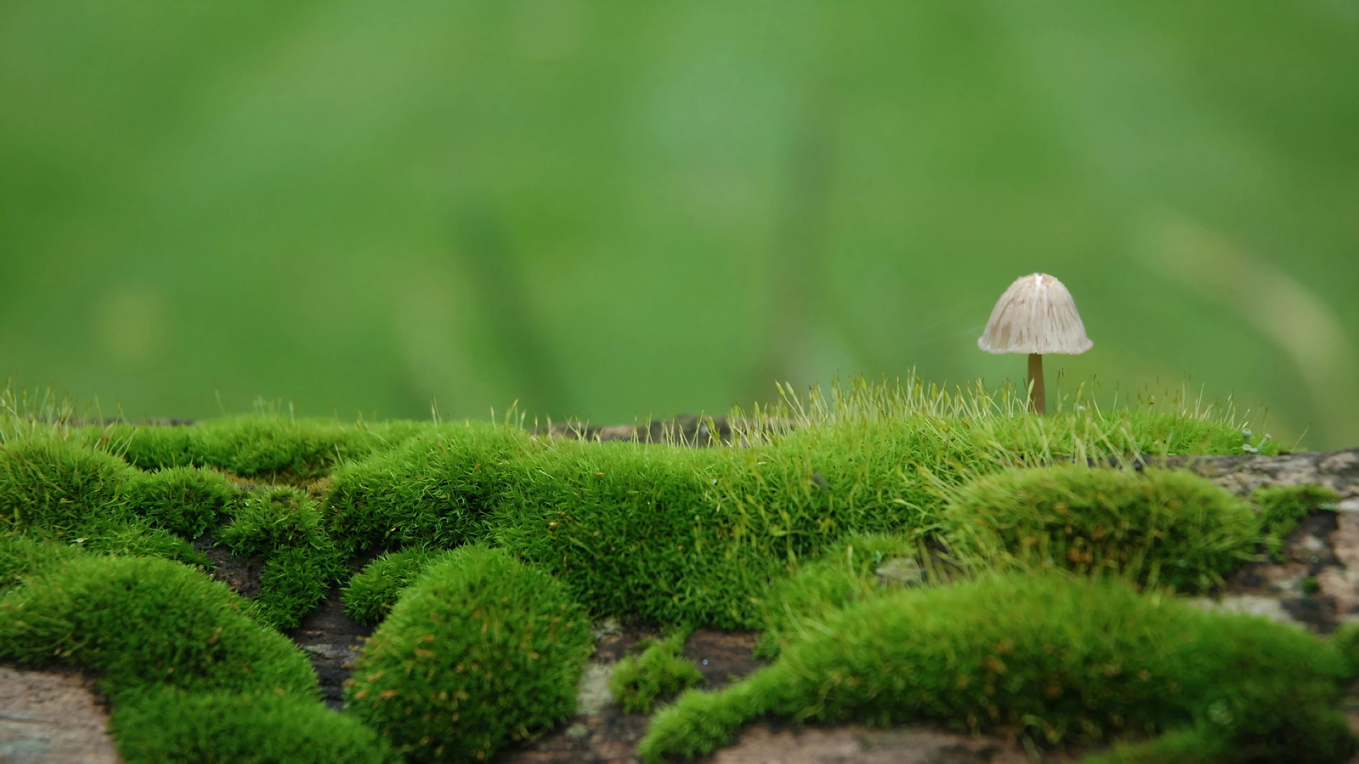 绿草地蘑菇苔藓，护眼高清壁纸，免费下载电脑风景背景图