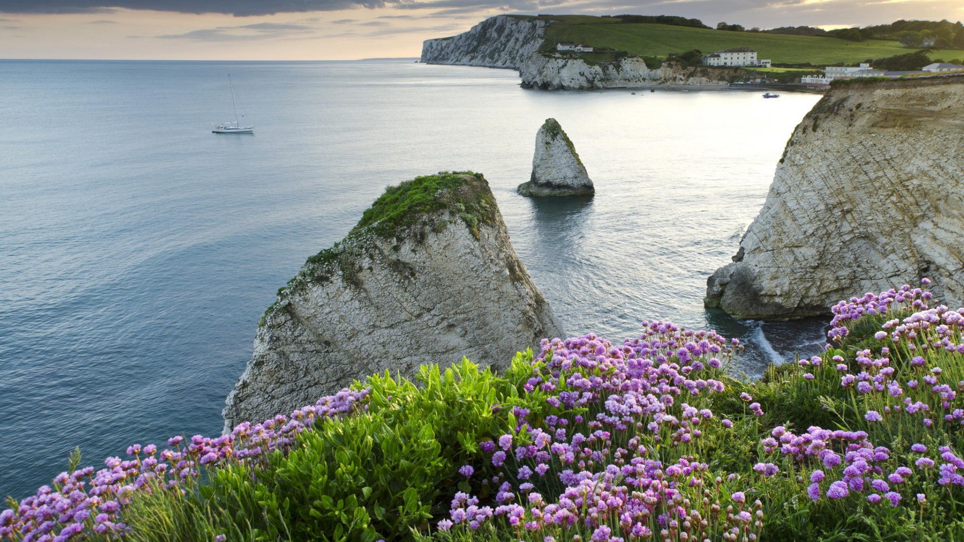 大海,海岸,黎明,花,风景桌面壁纸