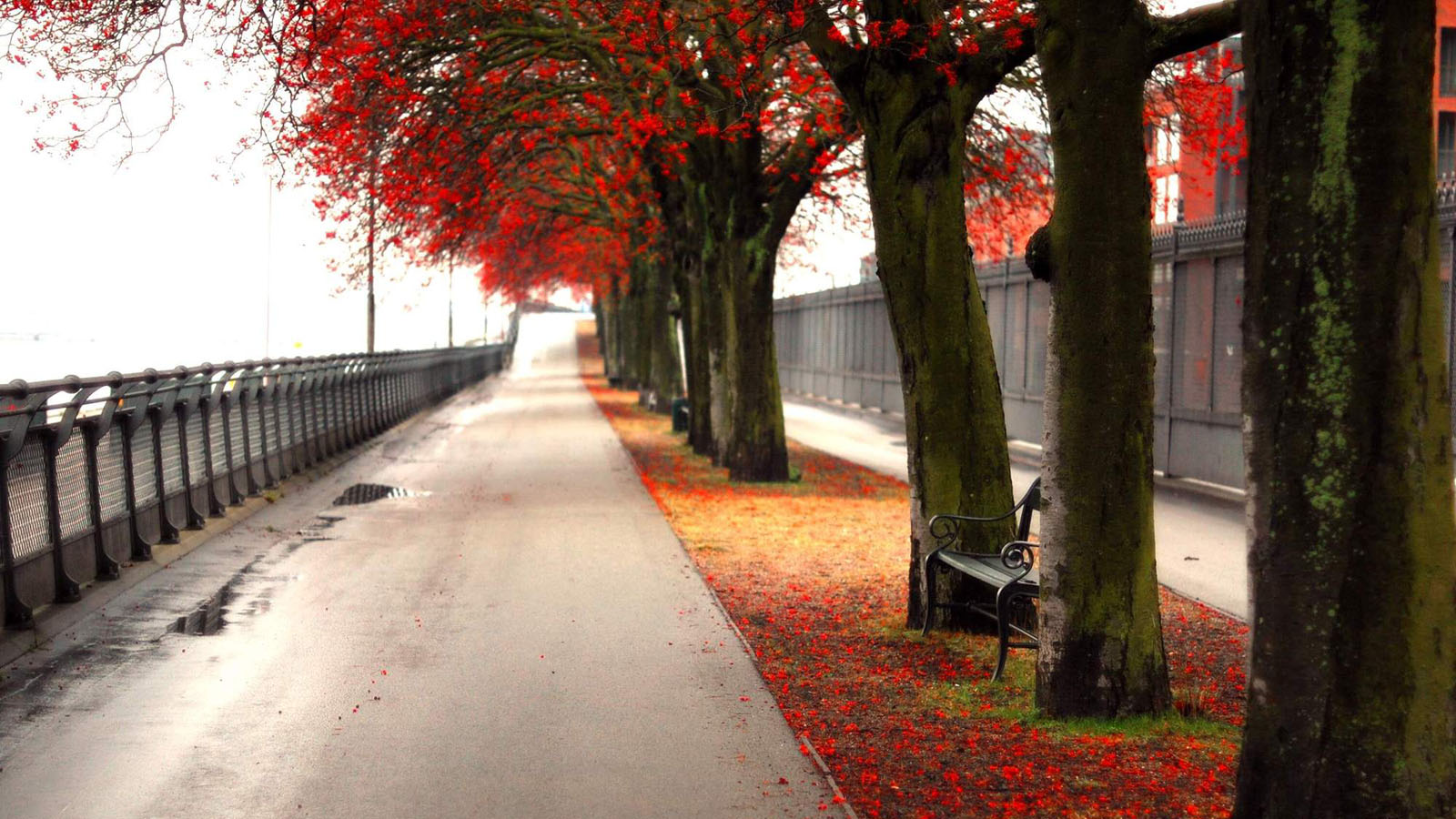 秋韵红枫公路景，免费壁纸下载