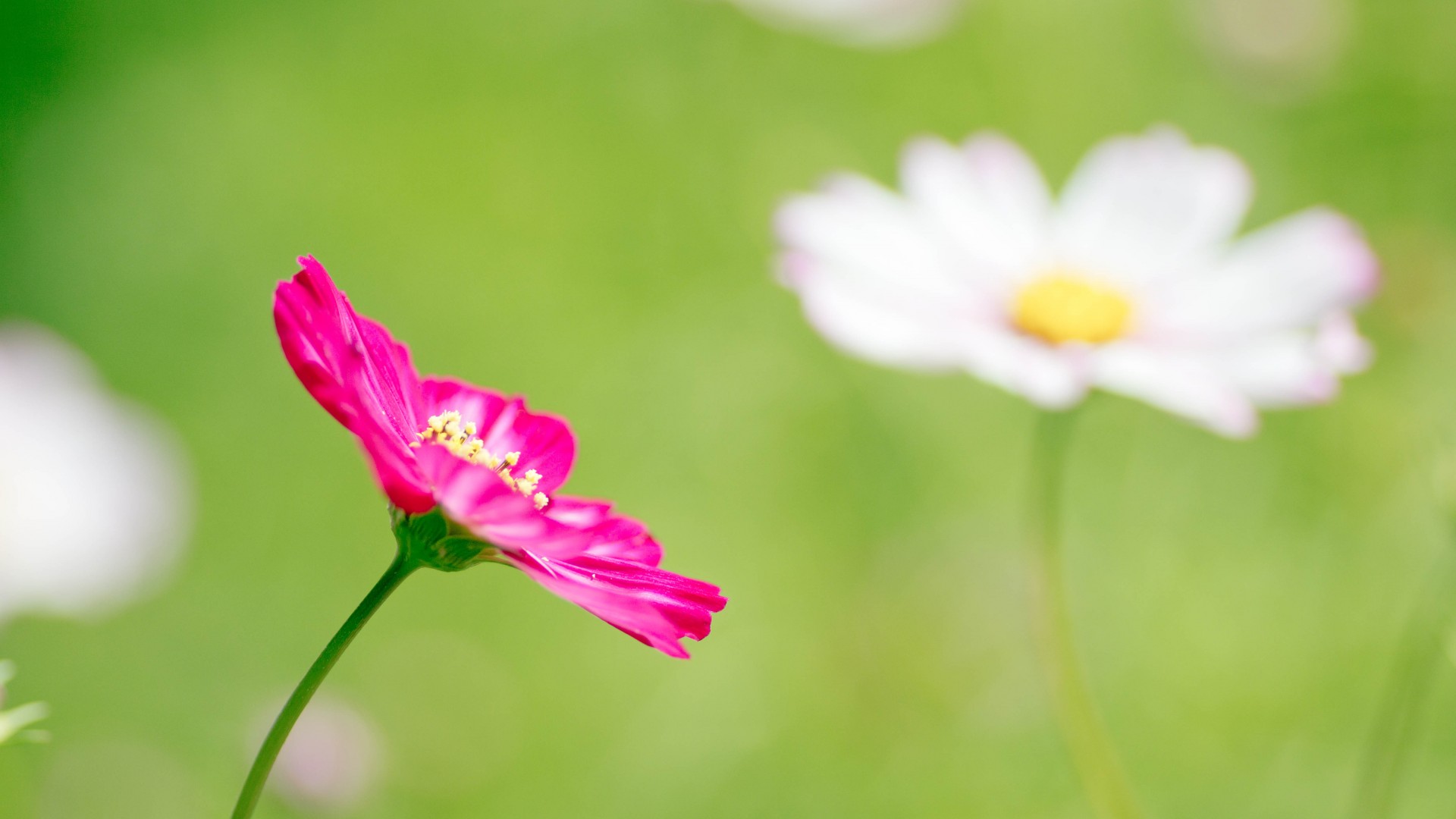 花，粉红色的花，绿色背景，桌面壁纸