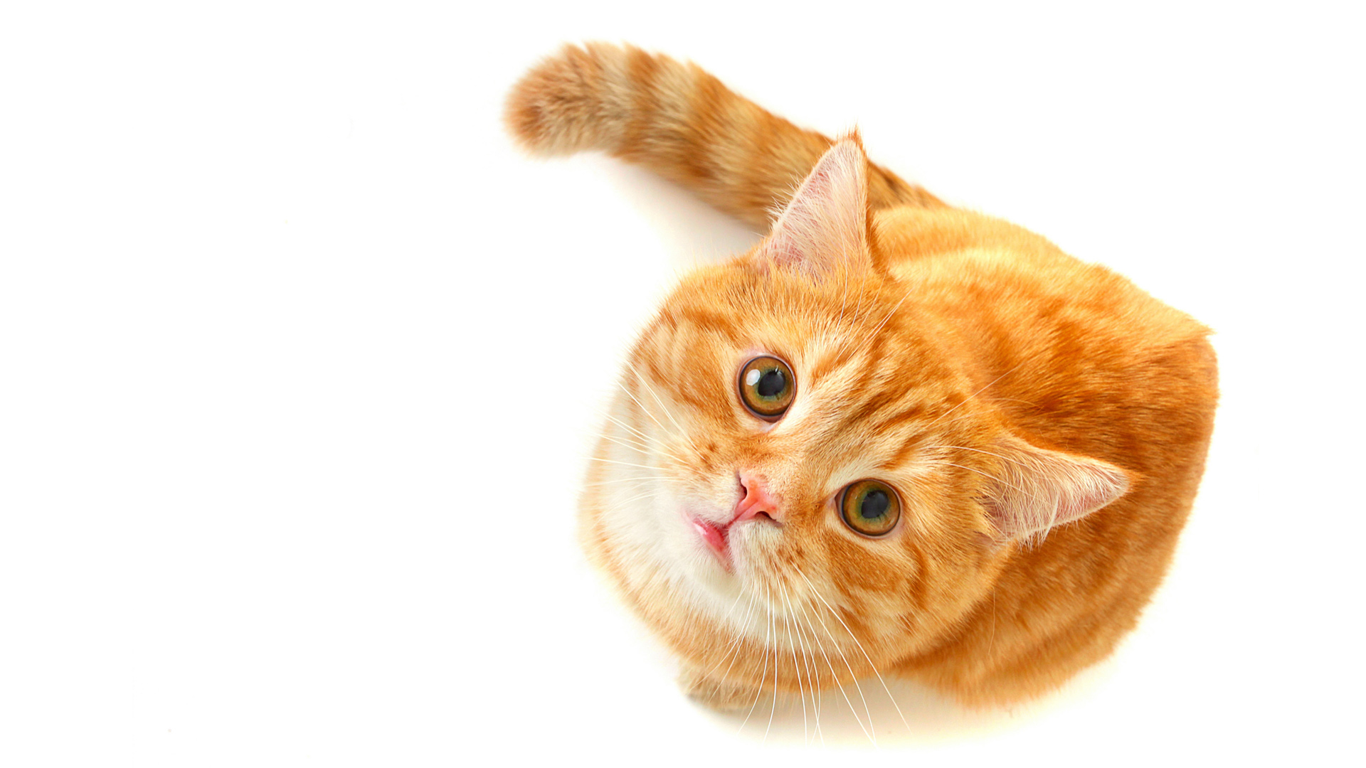 抬头仰望的猫，黄色眼眸电脑壁纸，免费下载动物美图