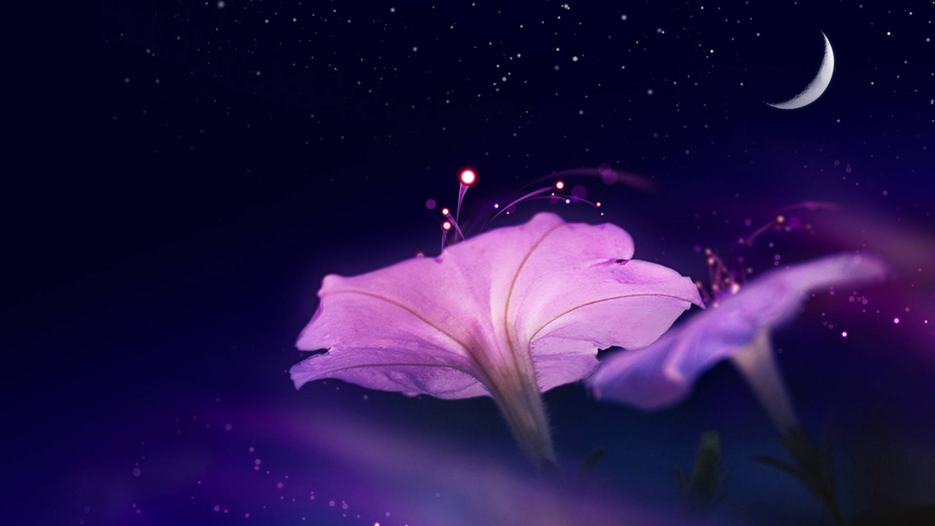 紫色喇叭花高清桌面壁纸，免费花卉电脑壁纸下载