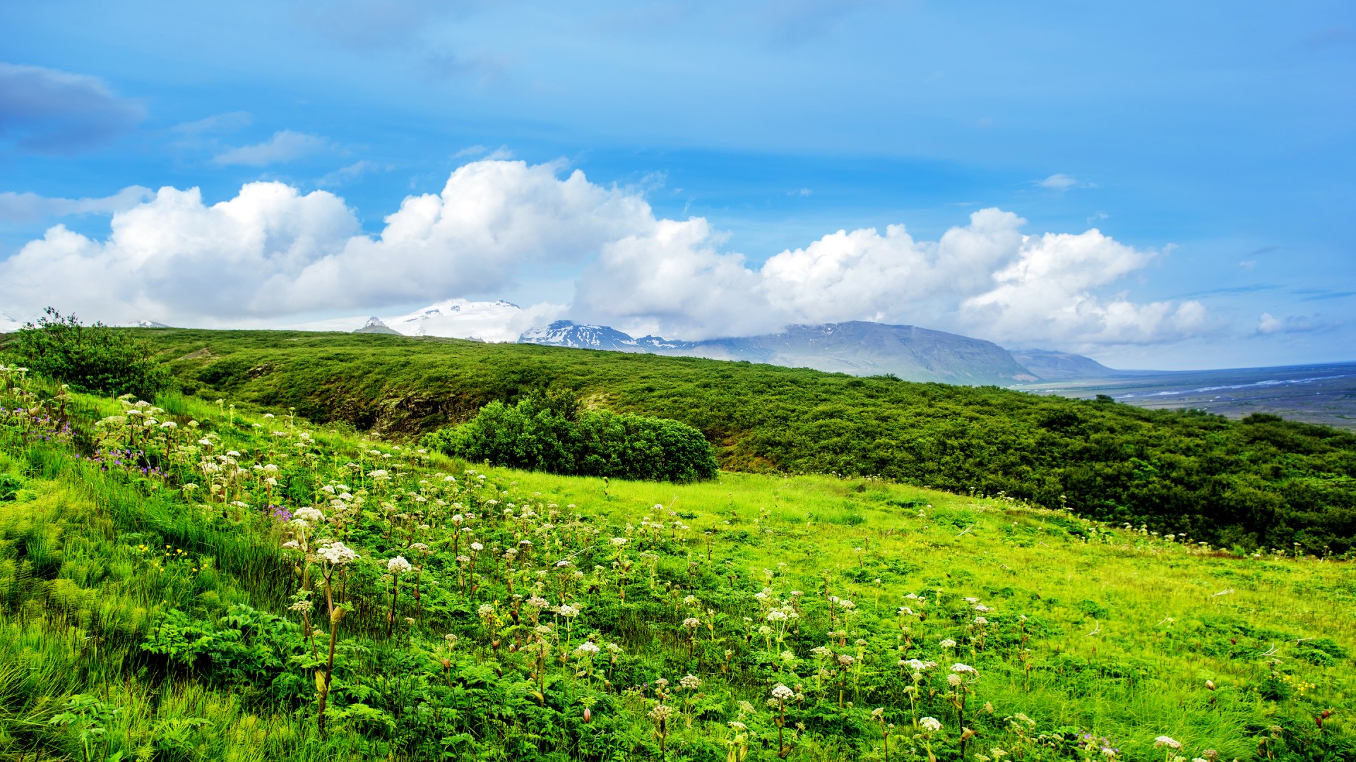 夏日绿野，山花烂漫，云卷云舒，高清自然风景壁纸免费下载