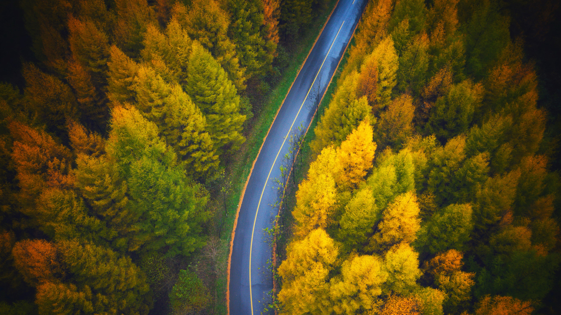 秋韵公路，高清树林俯视风景图片，免费电脑壁纸下载