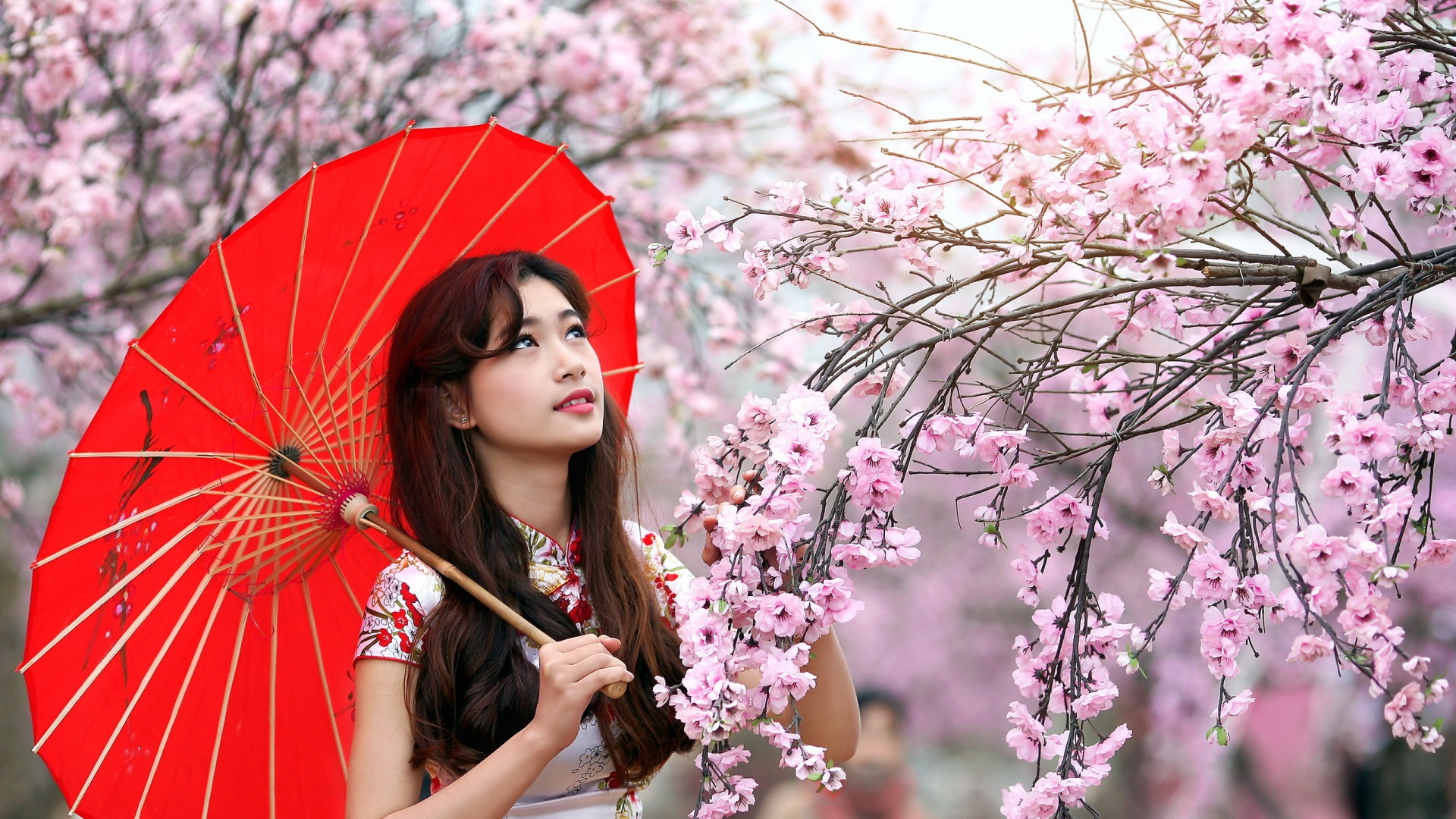 中国风美女壁纸，红色花伞下的樱花倩影，免费高清电脑壁纸下载