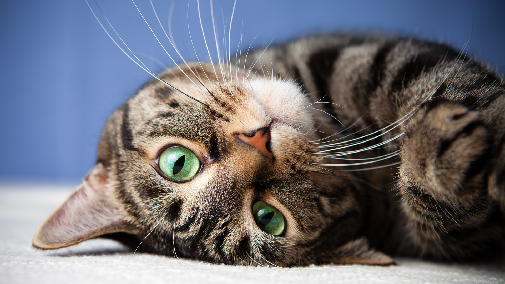 猫的眼睛 胡须 躺着 猫咪特写桌面壁纸