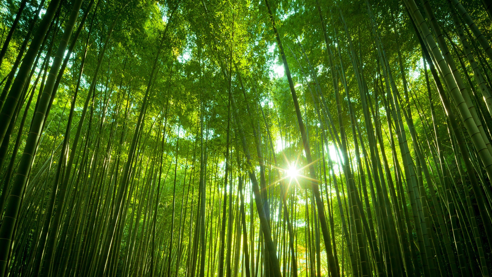 日本竹林美景，绿色竹海映日辉，免费高清壁纸下载