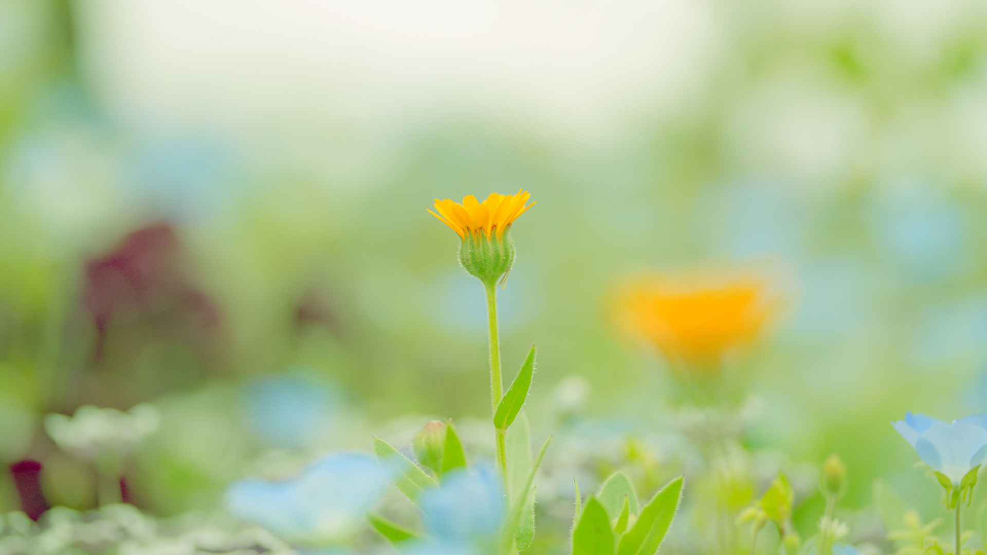 花，植物，小清新，鲜花草地，桌面壁纸