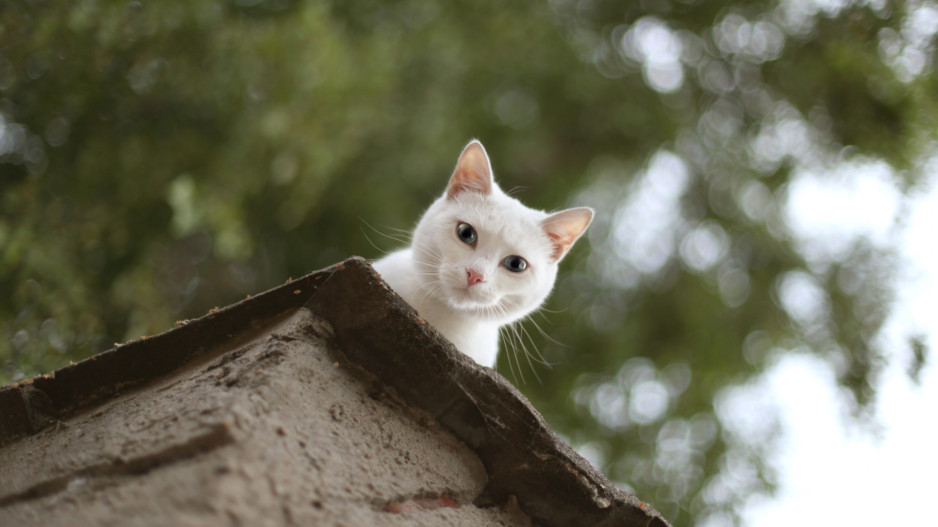 美猫在房顶，白色猫咪深情凝望，免费桌面壁纸下载