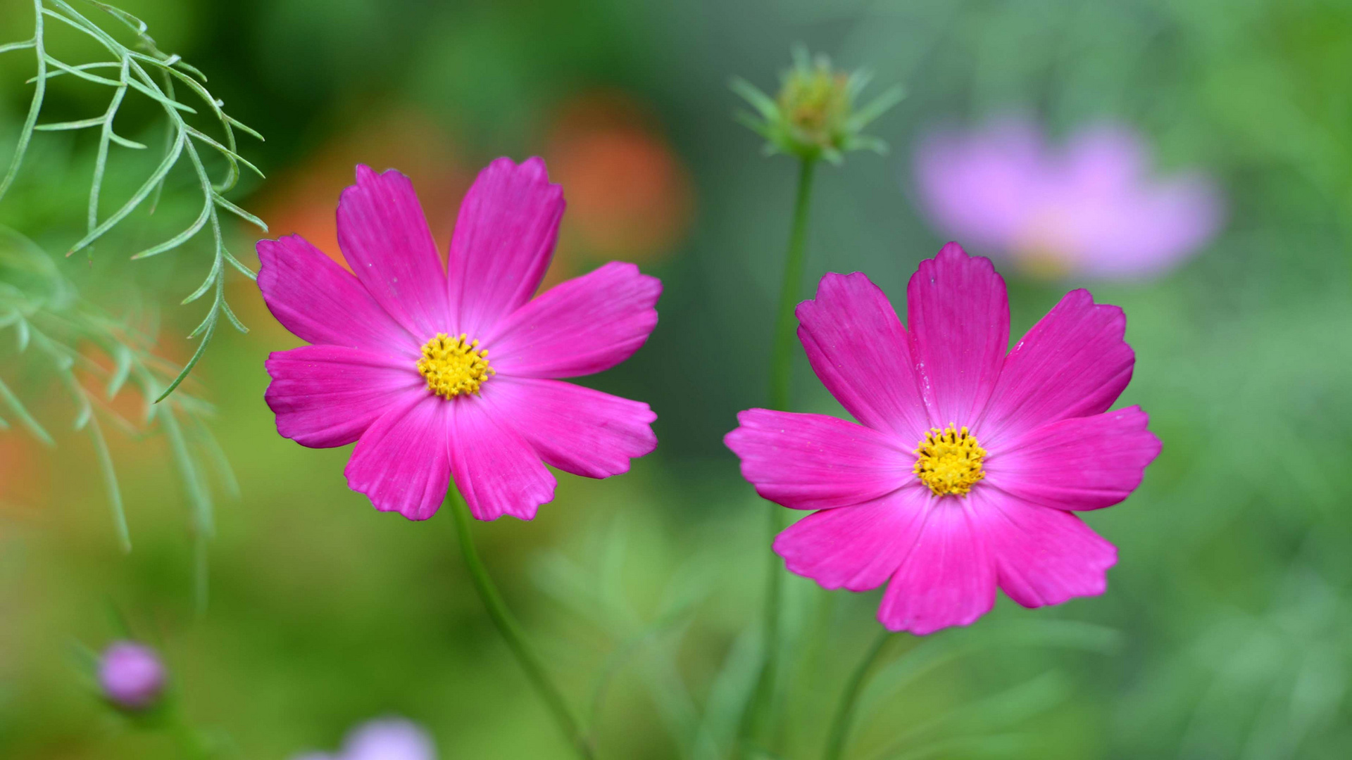 粉色小花瓣草地桌面壁纸，免费高清花卉电脑壁纸下载