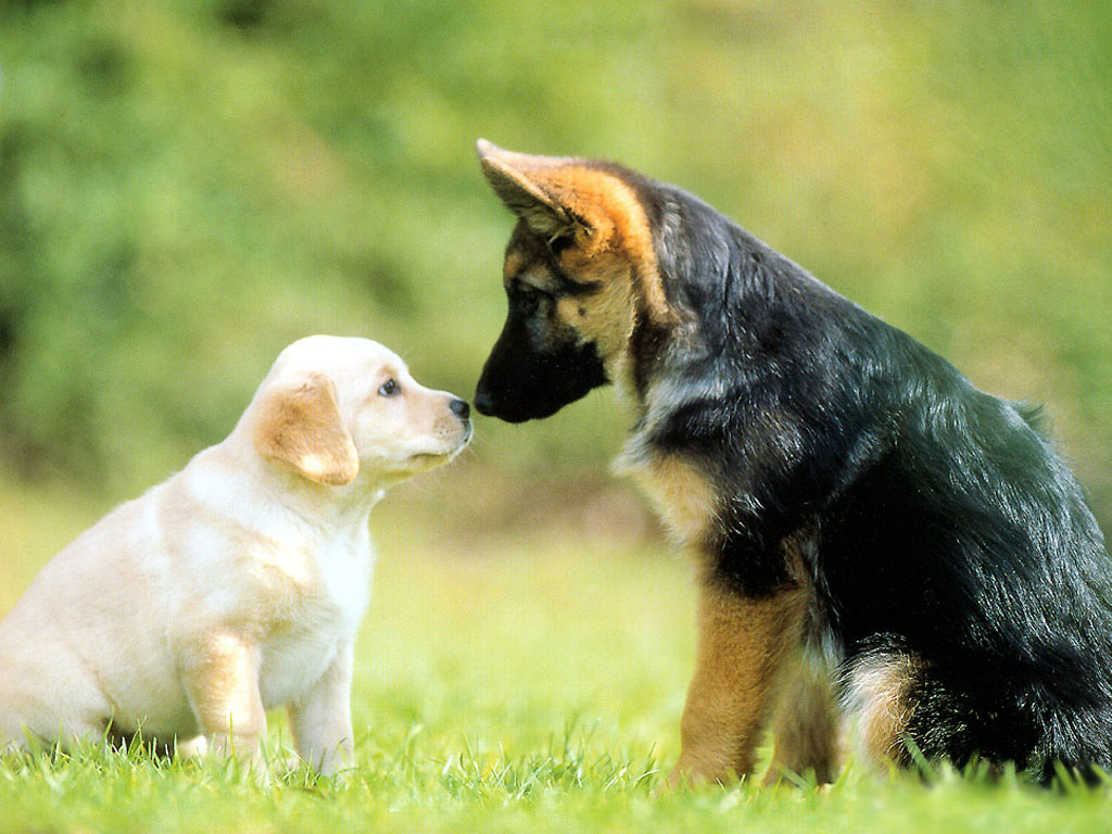 两只萌犬电脑壁纸，免费动物主题桌面背景下载