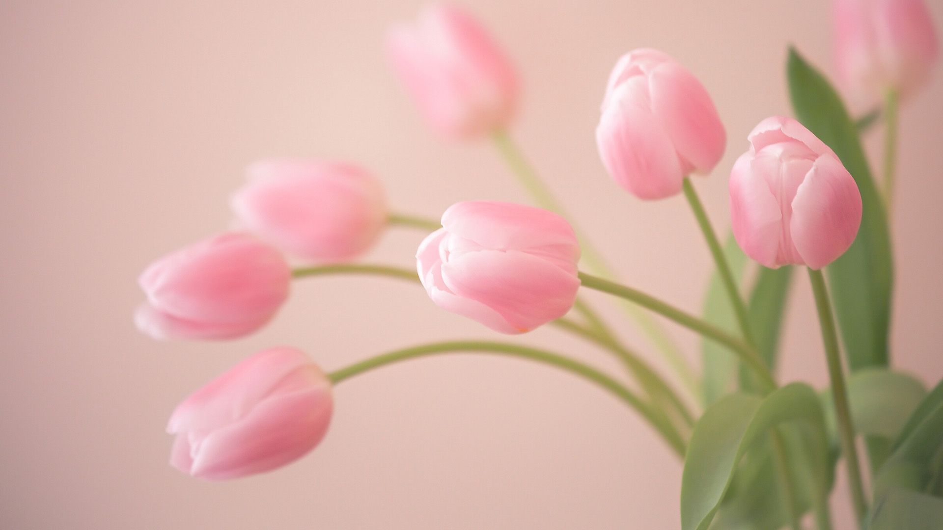 粉色郁金香花蕾电脑壁纸，免费花卉高清下载