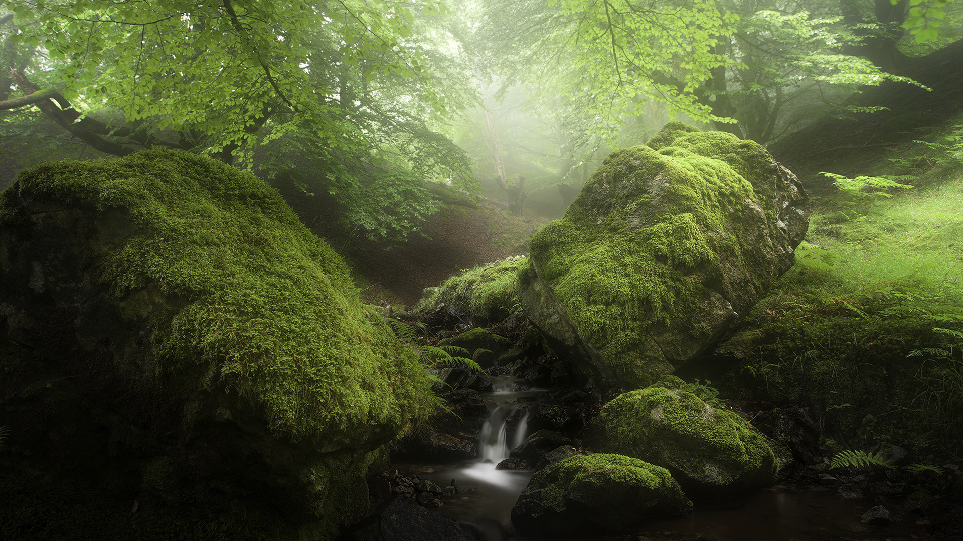 叶子 森林 自然 小溪流水 岩石  苔藓 风景桌面壁纸