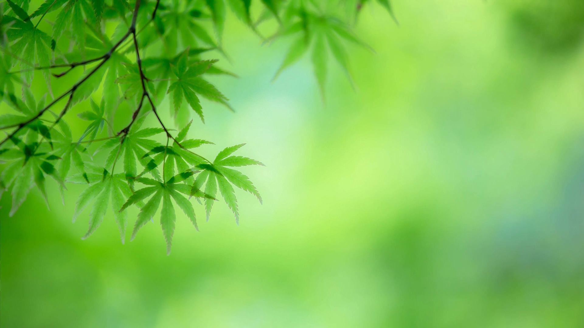 树叶绿意，自然护眼桌面壁纸，免费下载，美景尽览