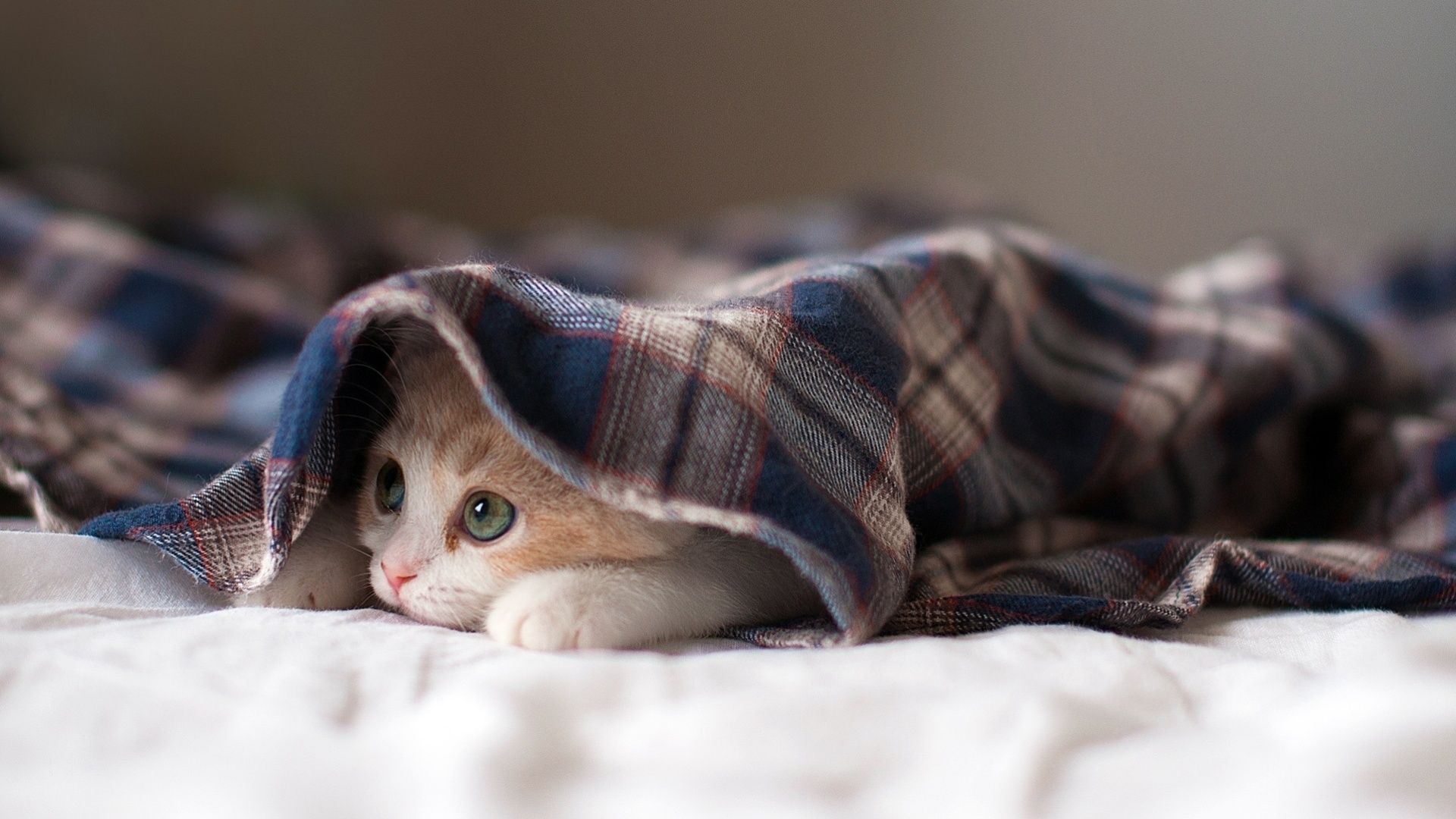 小猫，毯子，躲猫猫， 小猫咪桌面壁纸
