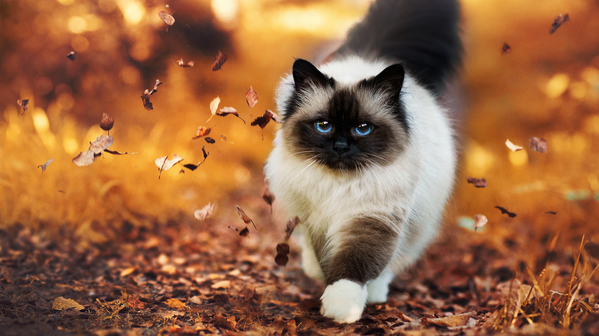 秋日漫步，猫咪与缤纷落叶，绝美桌面壁纸免费下载