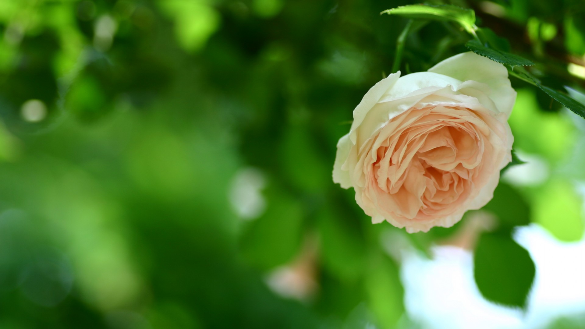 玫瑰鲜花壁纸，绿叶花蕾映衬，护眼绿色背景，免费下载