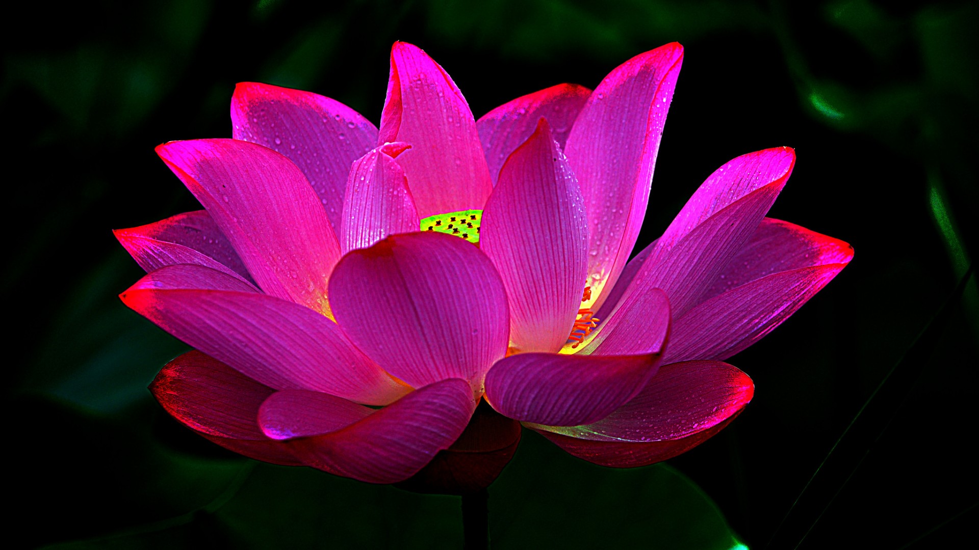 莲花，莲花瓣，水滴，叶子，莲花壁纸