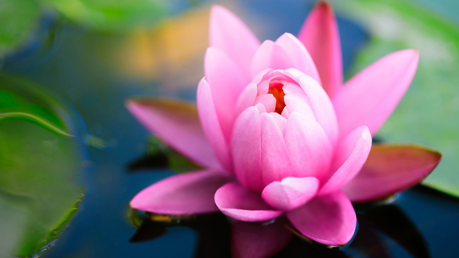 粉色睡莲壁纸，精选花卉电脑壁纸，免费下载！