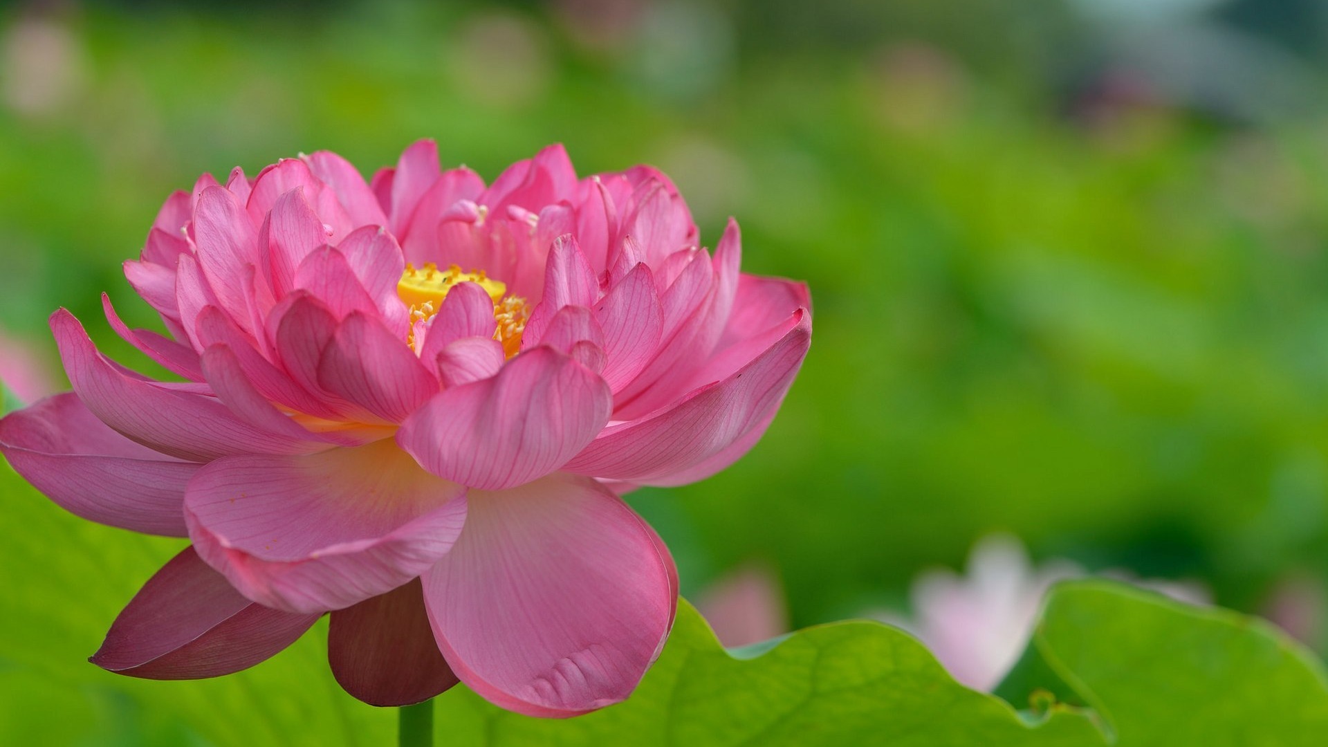 粉色莲花壁纸，高清花瓣荷叶图案，免费电脑壁纸下载