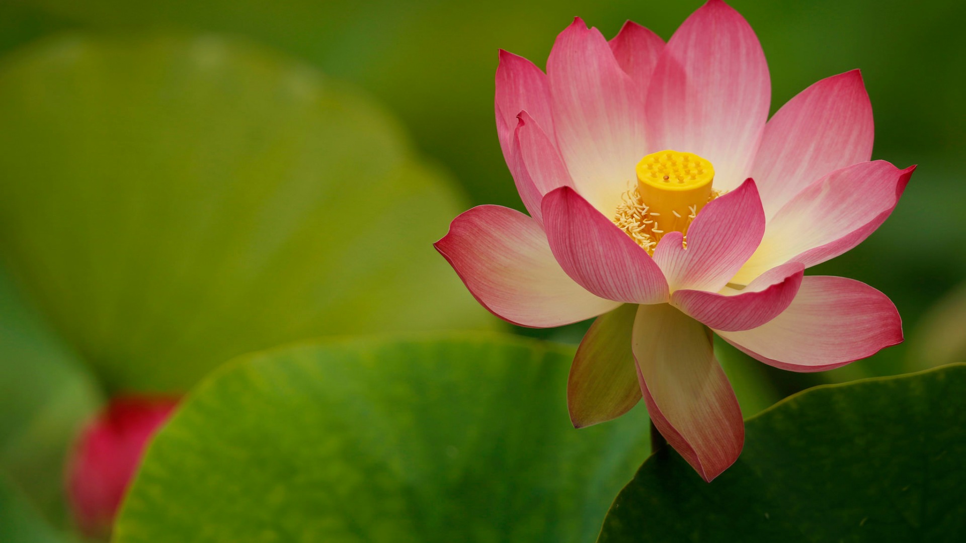 莲花瓣与叶子绝美电脑壁纸，高清花卉图片免费下载